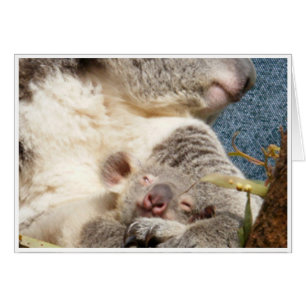 koala et bébé