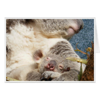 koala et bébé