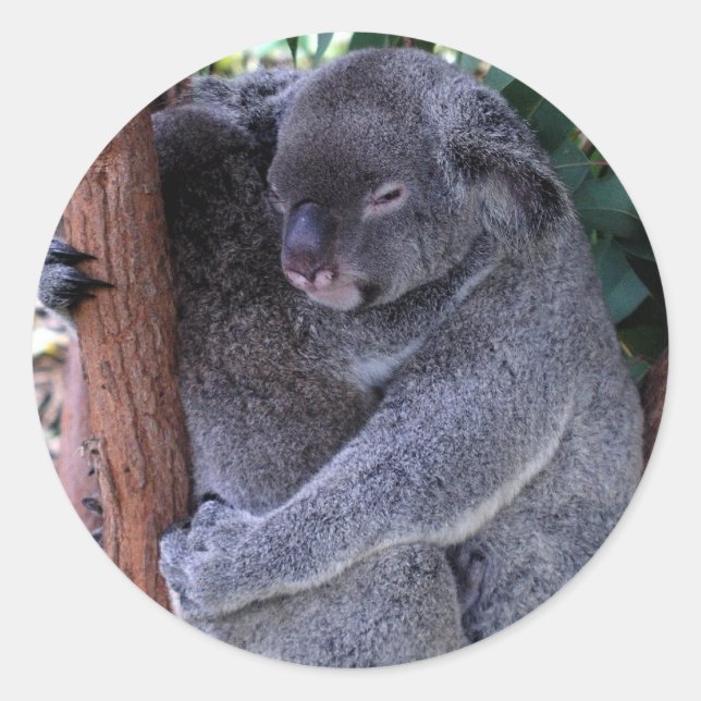 Koala-Familien-Aufkleber Runder Aufkleber (Vorderseite)