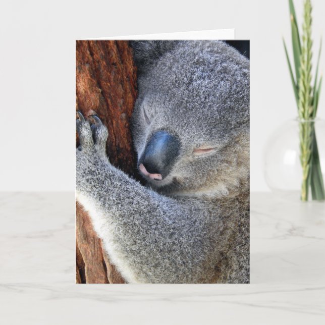 Koala Feiertagskarte (Vorderseite)