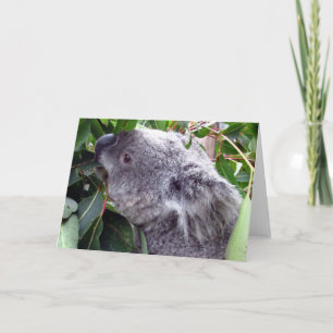 Koala frisst karte