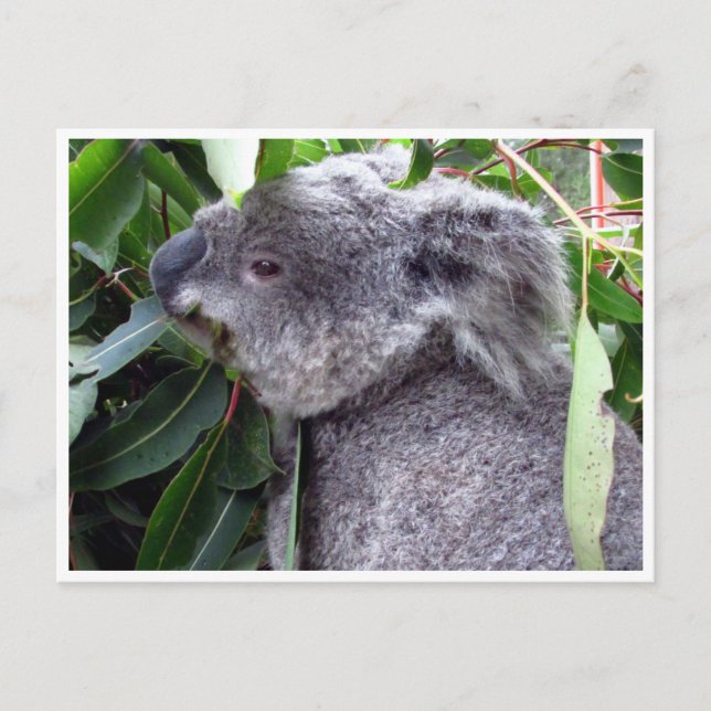 Koala frisst postkarte (Vorderseite)