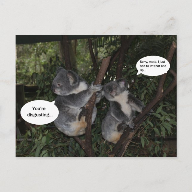 Koala fun postkarte (Vorderseite)