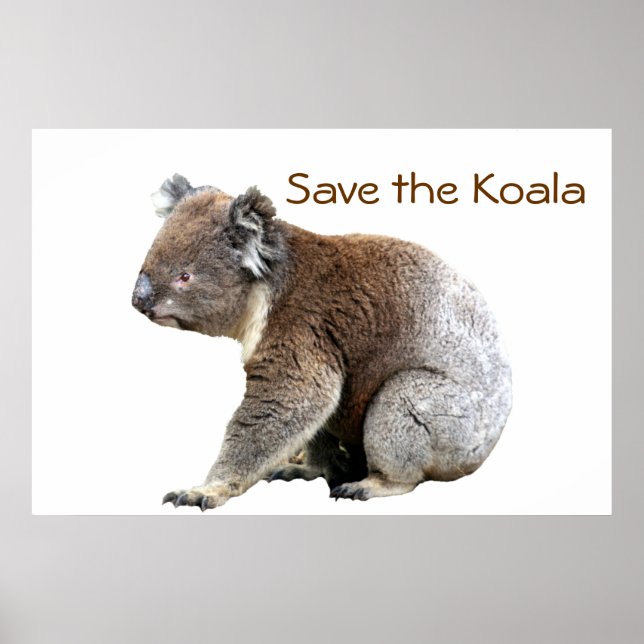 Koala gerettet poster (Vorne)