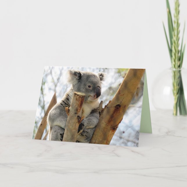Koala Greeting Card Karte (Vorderseite)