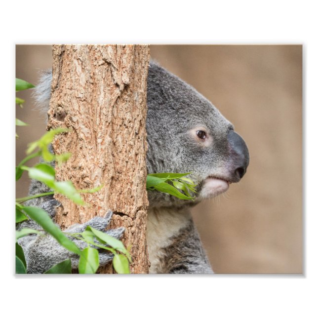 Koala Headshot Fotodruck (Vorne)