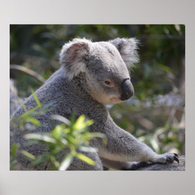 Koala im Zoo Australien Poster (Vorne)