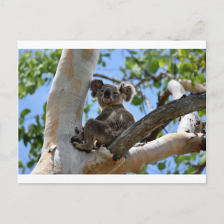 KOALA IN BÄUME - LÄNDLICHE QUEENSLAND AUSTRALIEN POSTKARTE