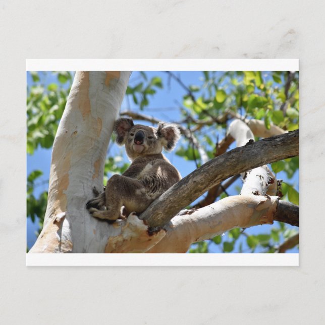 KOALA IN BÄUME QUEENSLAND AUSTRALIEN POSTKARTE (Vorderseite)