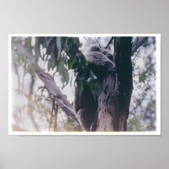 Koala in einem Baum Poster (Vorne)