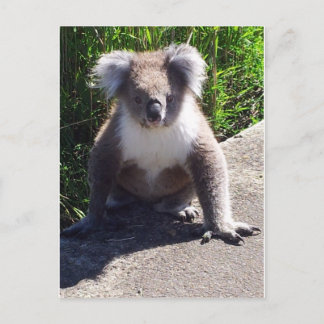 Koala in freier Wildbahn Postkarte