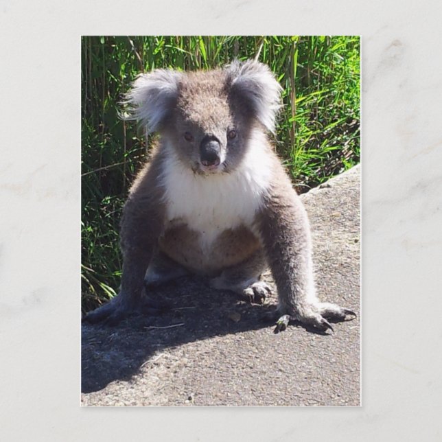 Koala in freier Wildbahn Postkarte (Vorderseite)