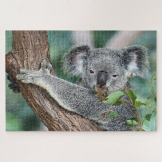 Koala in Tree