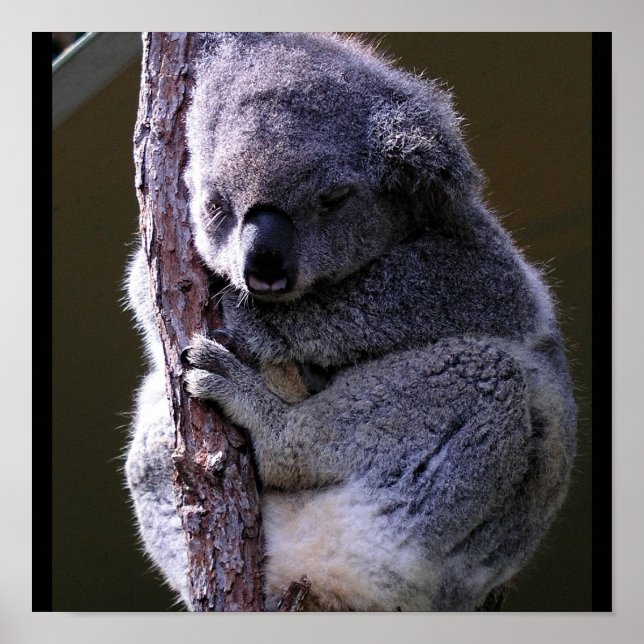 Koala in Tree Poster (Vorne)