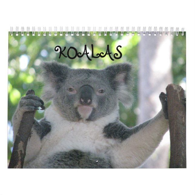 Koala Kalender (Titelbild)