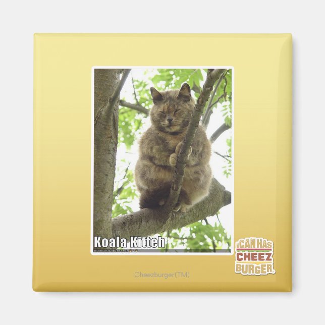 Koala Kitteh Magnet (Vorne)