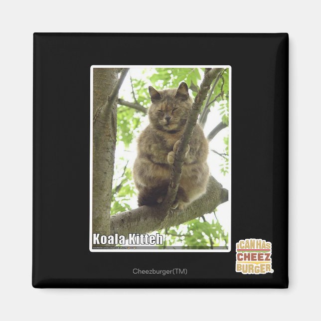 Koala Kitteh Magnet (Vorne)