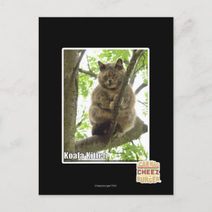Koala Kitteh Postkarte