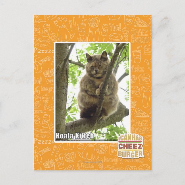 Koala Kitteh Postkarte (Vorderseite)