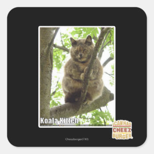 Koala Kitteh Quadratischer Aufkleber