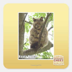 Koala Kitteh Quadratischer Aufkleber
