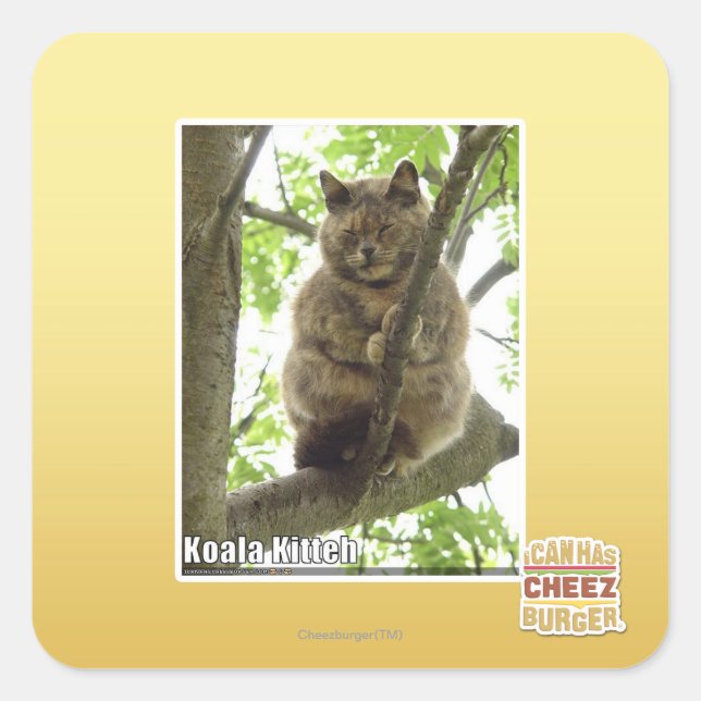 Koala Kitteh Quadratischer Aufkleber (Vorderseite)