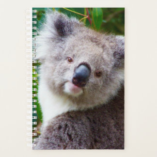 Koala Kleine weiche Abdeckung, weiße Spirale Planer