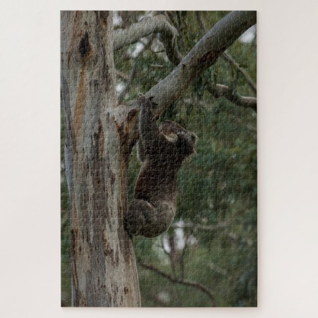 Koala Kletterbaum Australien, 1014 Stück (Vertikal)