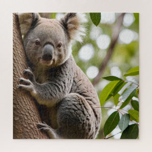 Koala Klettern