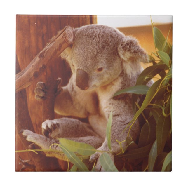 Koala Liebe Fliese (Vorderseite)