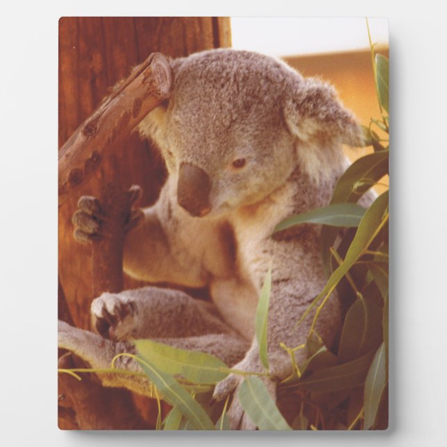 Koala Liebe Fotoplatte (Vorderseite)