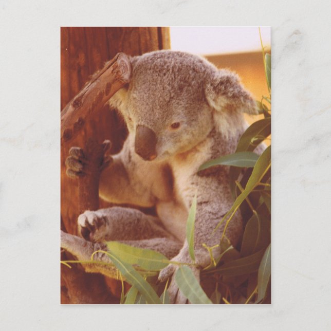 Koala Liebe Postkarte (Vorderseite)