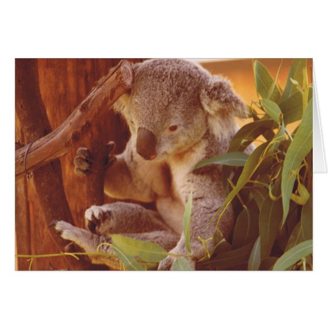 Koala love (Vorderseite (Horizontal))