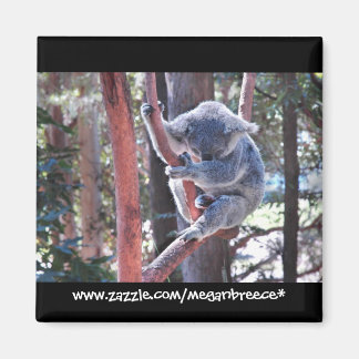 Koala Magnet