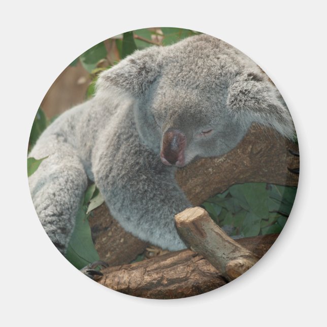 Koala Magnet (Vorne)