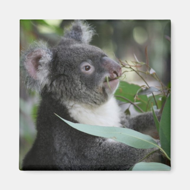 Koala Magnet (Vorne)