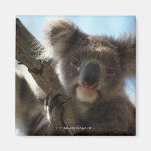 Koala Magnet
