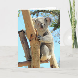 Koala-Messungen machen Sie zum besten ______ Karte