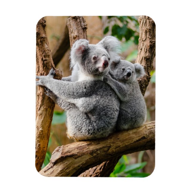 Koala mit Baby in einem Baum in Australien Magnet (Vertikal)