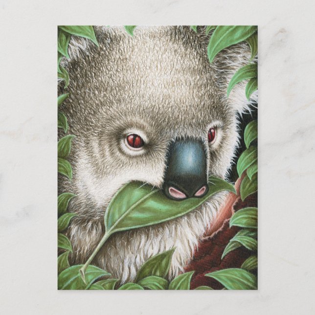 Koala Munching a leaf Postcard Postkarte (Vorderseite)