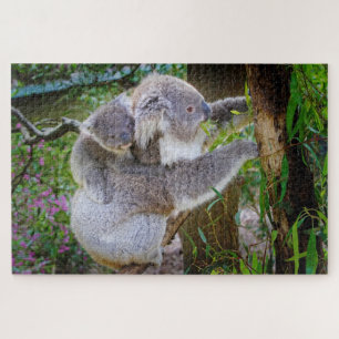 Koala-Mutter und Sohn
