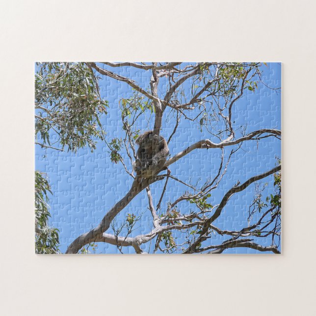 Koala Nickerchen (Horizontal)