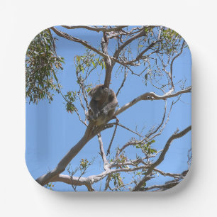 Koala Nickerchen Pappteller