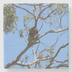 Koala Nickerchen Steinuntersetzer