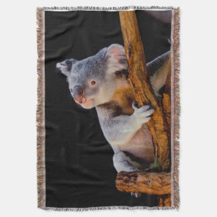 Koala Niedlich in Tree Gray Decke