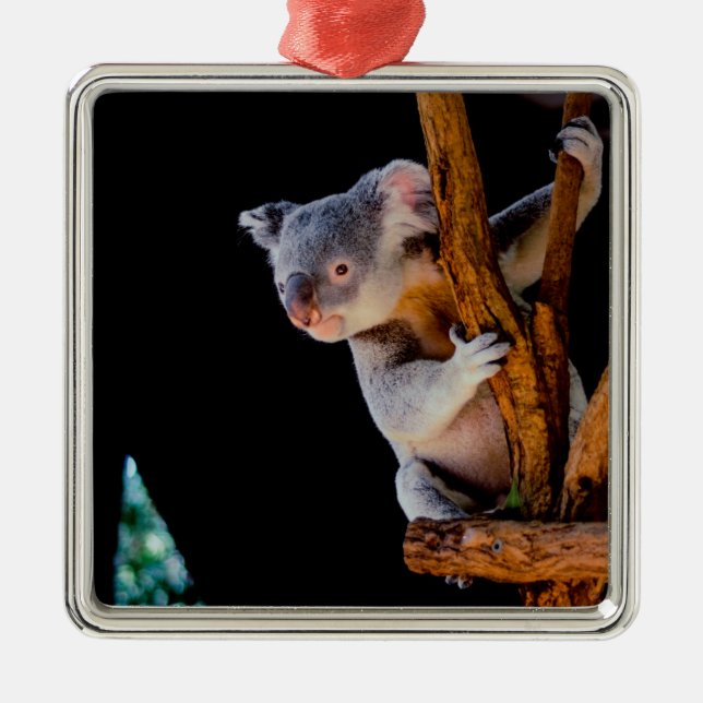 Koala Niedlich in Tree Gray Ornament Aus Metall (Vorne)