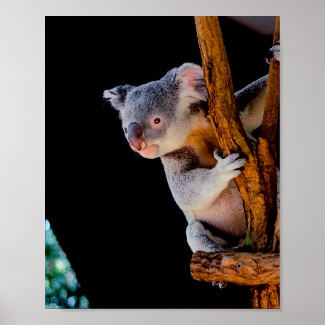 Koala Niedlich in Tree Gray Poster (Vorne)