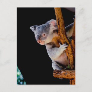 Koala Niedlich in Tree Gray Postkarte