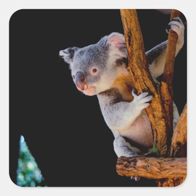 Koala Niedlich in Tree Gray Quadratischer Aufkleber (Vorderseite)