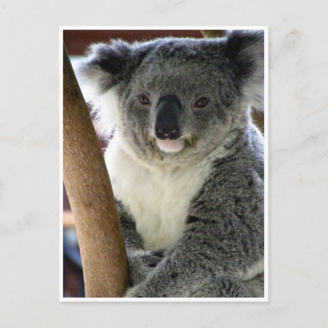 koala niedlich postkarte (Vorderseite)